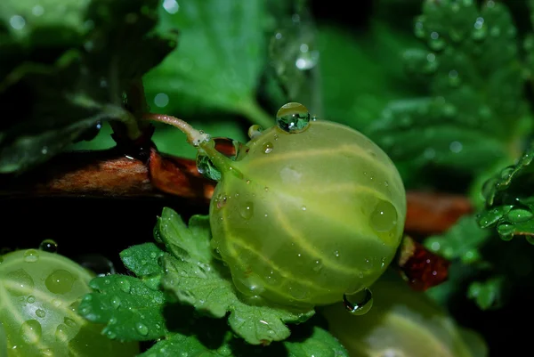 Gooseberry with water drops — Stock Photo, Image