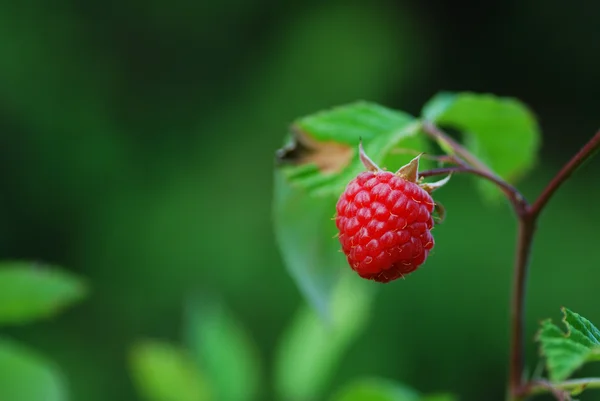 Vörös aspberries, zöld — Stock Fotó