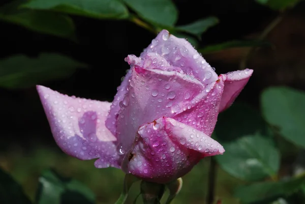 Бузкова троянда з краплями — стокове фото