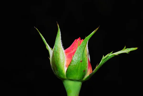 Rød rose blomst - Stock-foto