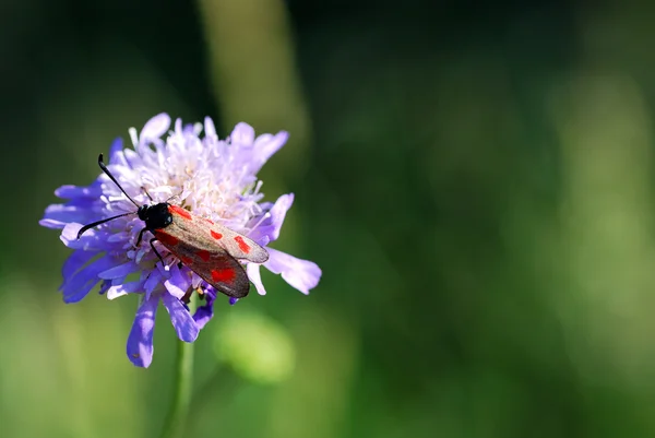 Kwiat z chrząszcza i tło zielony — Zdjęcie stockowe