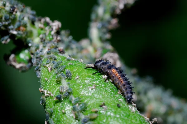 Plagas en una flor — Foto de Stock