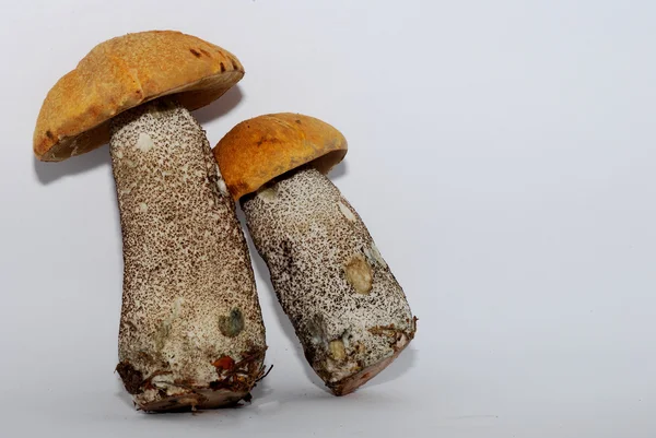 Two Red Cap mushrooms left — Stock Photo, Image