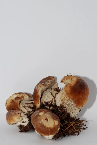 Young mushrooms portrait — Stock Photo, Image