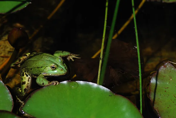 Grüner Frosch hält sich fest — Stockfoto