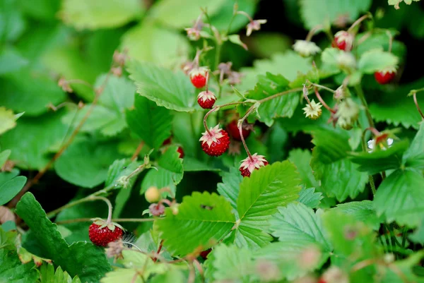 Muchas fresas — Foto de Stock