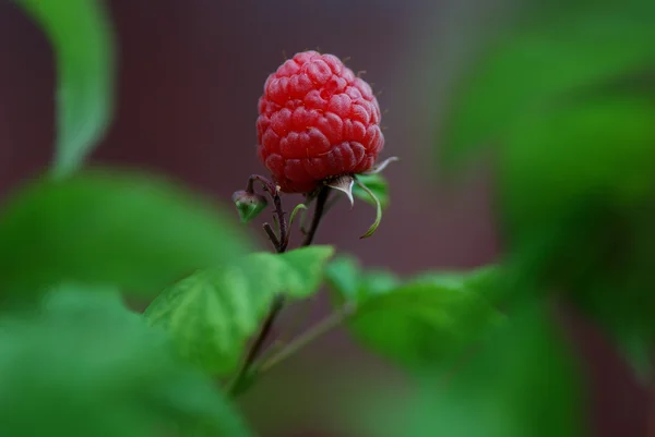 Himbeere — Stockfoto