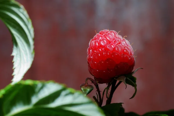 Framboise mûre — Photo