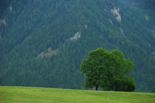 Árvore em alta montanha — Fotografia de Stock