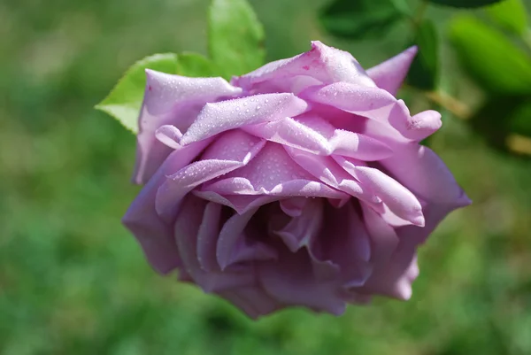 Grote lila rose — Stockfoto