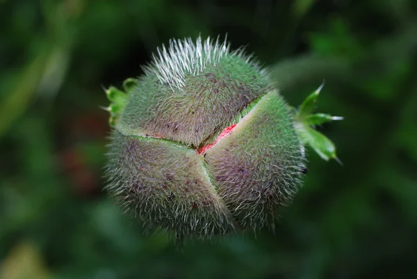 Poppy flower bud — Stock Photo, Image