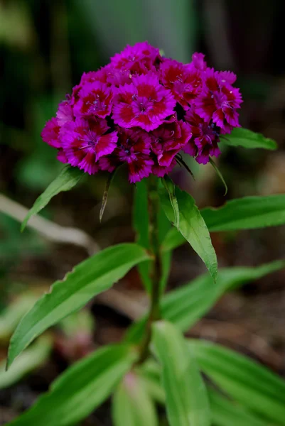 Lila blomma — Stockfoto