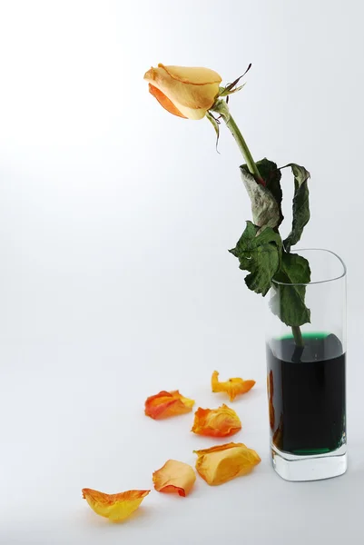 Rose orange dans un verre d'en haut — Photo