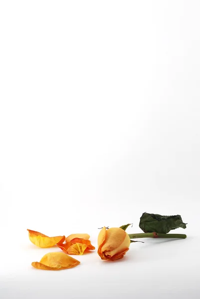 Orange rose with petals portrait — Stock Photo, Image