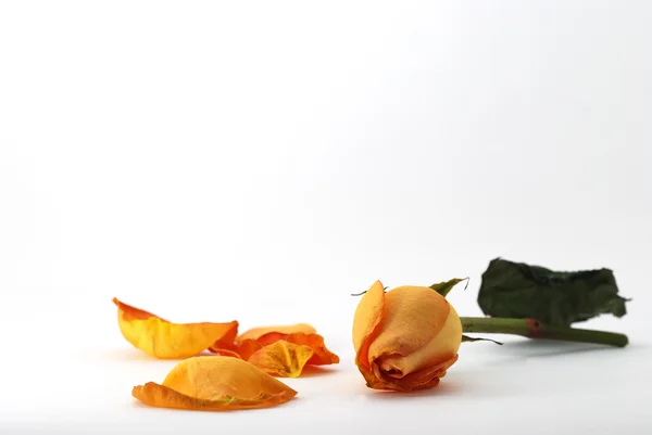 Rosa arancio con petali — Foto Stock