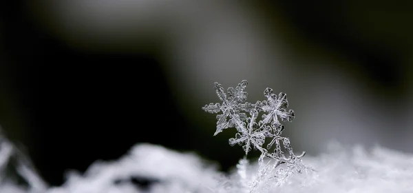 Панорама трех снежных кристаллов — стоковое фото