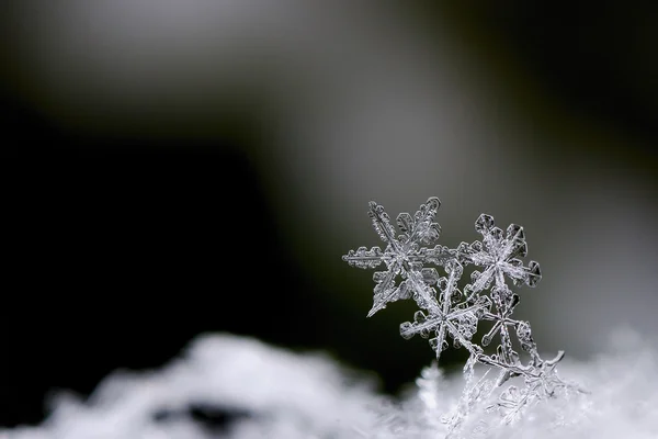 Drei Schneekristalle große Ansicht — Stockfoto