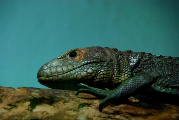 Rettile verde — Foto Stock