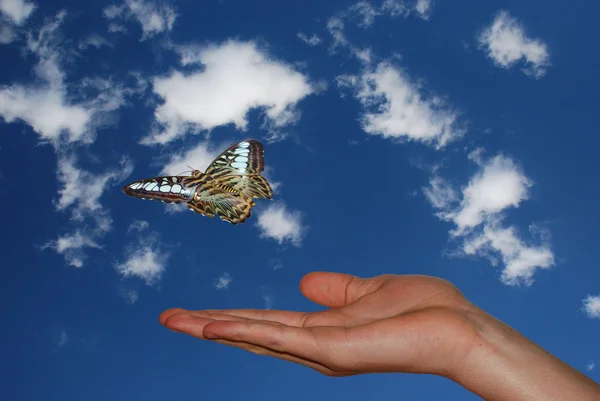 Hand met sky en vlinder — Stockfoto