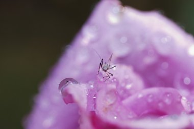 böcek üzerinde bir gül