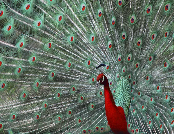 Peacock in red — Stock Photo, Image