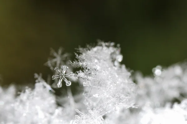 Petits cristaux de neige grande vue — Photo