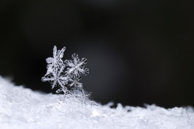beautiful snow crystals clipart