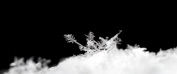 Sněhové krystaly rostlin panorama — Stock fotografie