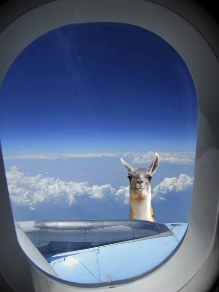 Blick auf Lama aus dem Flugzeug — Stockfoto