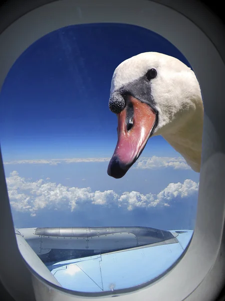 비행기에서 보기 백조 — 스톡 사진