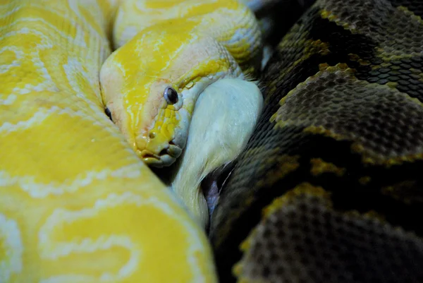 Serpiente amarilla comer — Foto de Stock