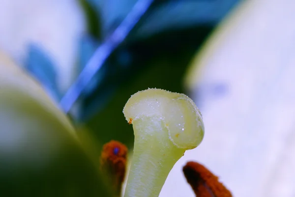 Pistilo de uma flor — Fotografia de Stock