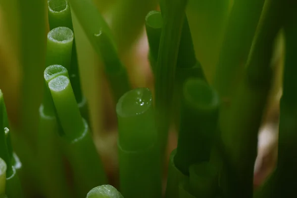 Detalhe cebolinha — Fotografia de Stock