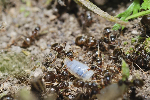 Formigas e larvas — Fotografia de Stock