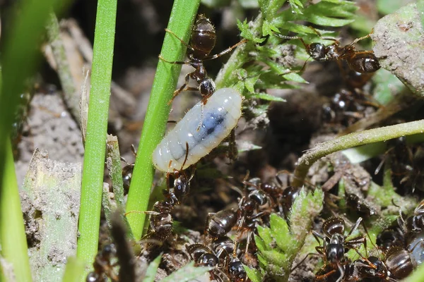 Ameisen retten Larven — Stockfoto