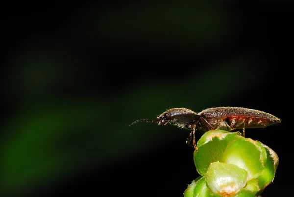 Escarabajo en flor verde — Foto de Stock