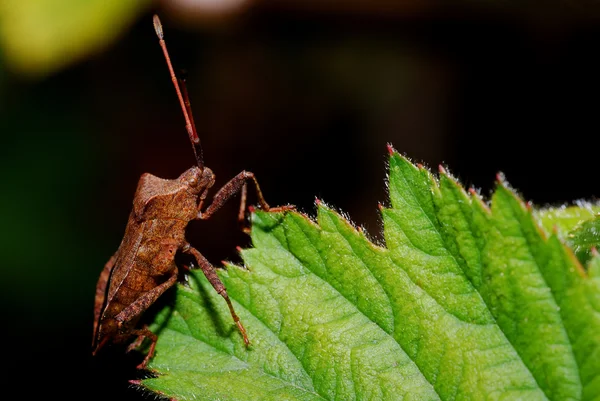 Braune Wanze auf Blatt — Stockfoto