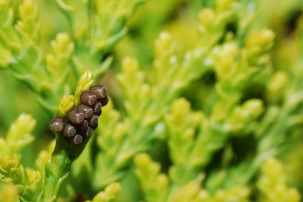 Ovos em um thuja — Fotografia de Stock