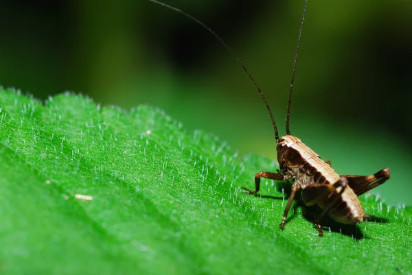 Saltamontes gran vista — Foto de Stock