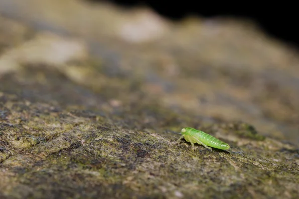 Afídio verde — Fotografia de Stock