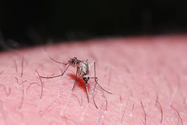 Mosquito on the skin — Stock Photo, Image