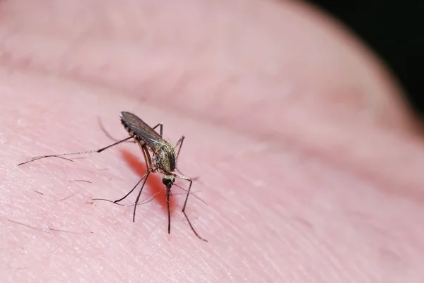 Mosquito na pele e picadas — Fotografia de Stock