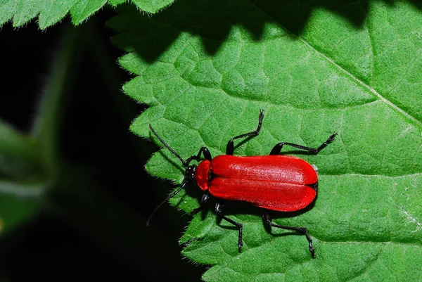Escarabajo rojo brillante —  Fotos de Stock