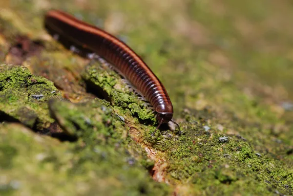 Centipedes on wood — Stock Photo, Image