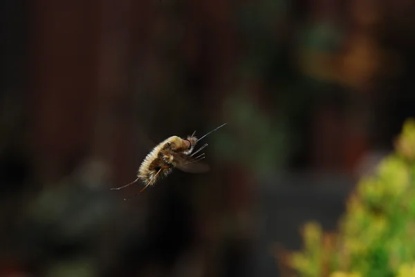 Hoverfly μύγες πλευρά — Φωτογραφία Αρχείου