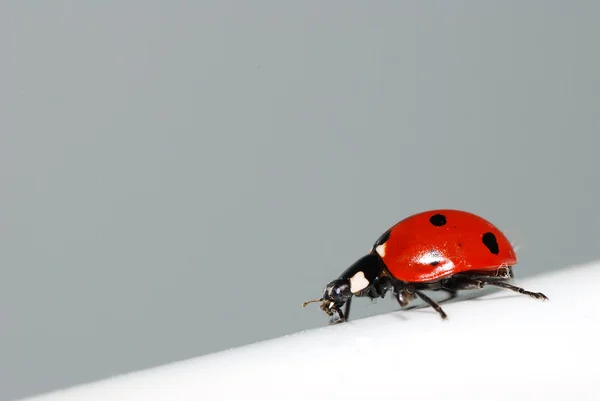 Kumbang kecil — Stok Foto