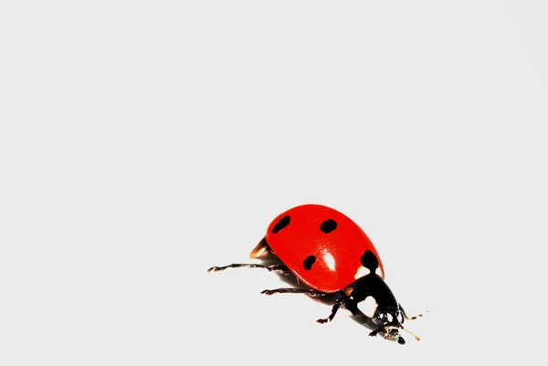 Coccinella su bianco — Foto Stock