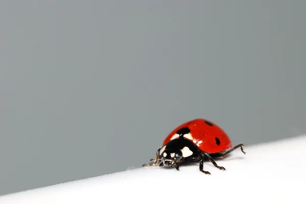 Ladybug on white diagonal — Stock Photo, Image