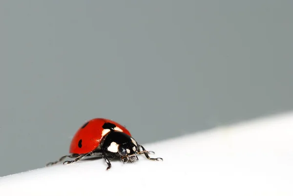 Ladybug on white diagonal left — Stock Photo, Image