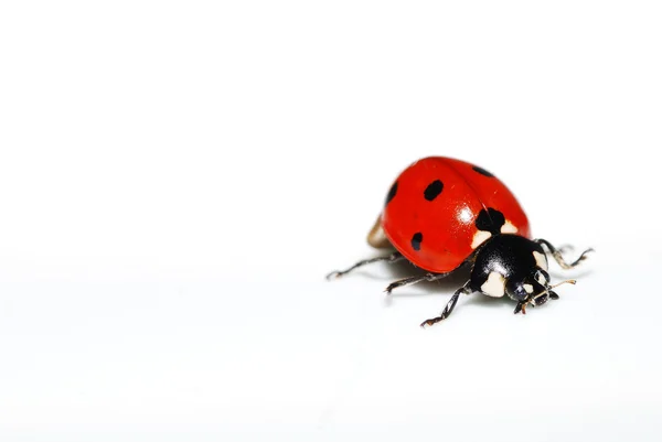 Ladybug on white right — Stock Photo, Image
